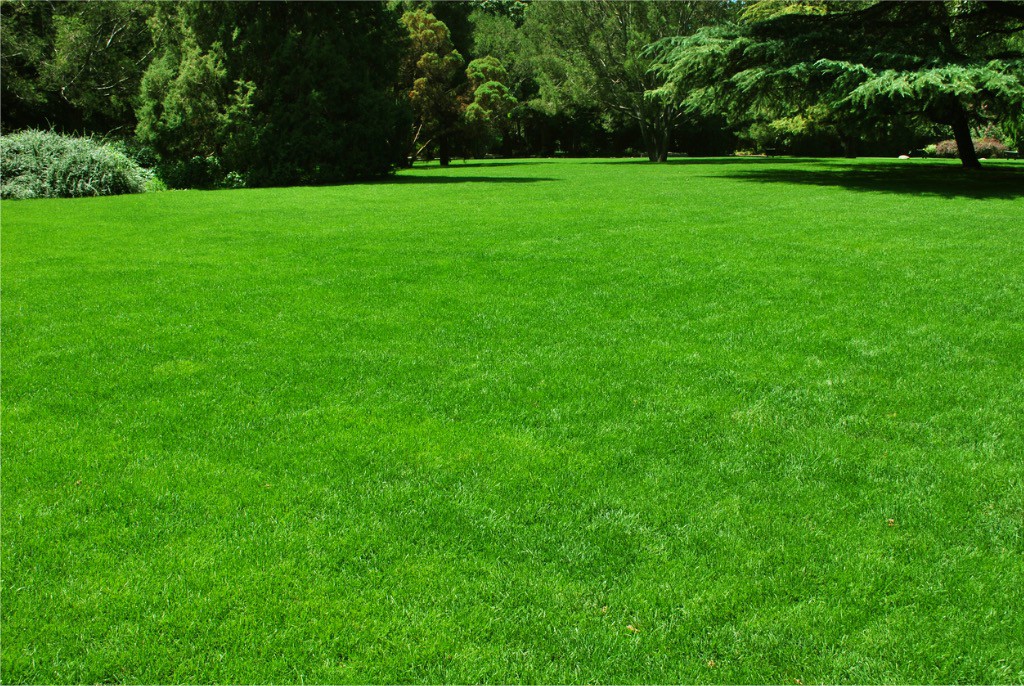 home page and service page lawn